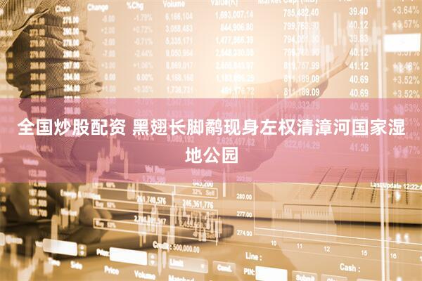 全国炒股配资 黑翅长脚鹬现身左权清漳河国家湿地公园